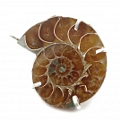 Ammonite Fossil and Silver 925 Pendant