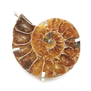 Ammonite Fossil and Silver 925 ...
