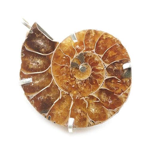Ammonite Fossil and Silver 925 Pendant