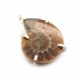 Ammonite Fossil and 925 Silver Pendant 1