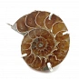 Ammonite Fossil and Silver 925 Pendant 1