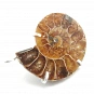 Ammonite Fossil and Silver 925 Pendant 2