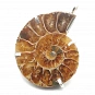 Ammonite Fossil and Silver 925 Pendant 3
