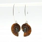 Ammonite Fossil and Sterling Silver Earrings  4